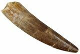 Fossil Plesiosaur (Zarafasaura) Tooth - Morocco #354710-1